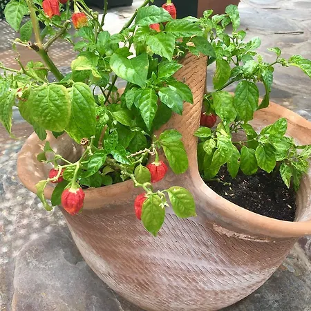 El Flamboyan *
